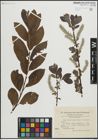 Foto von Salix laurina Sm.